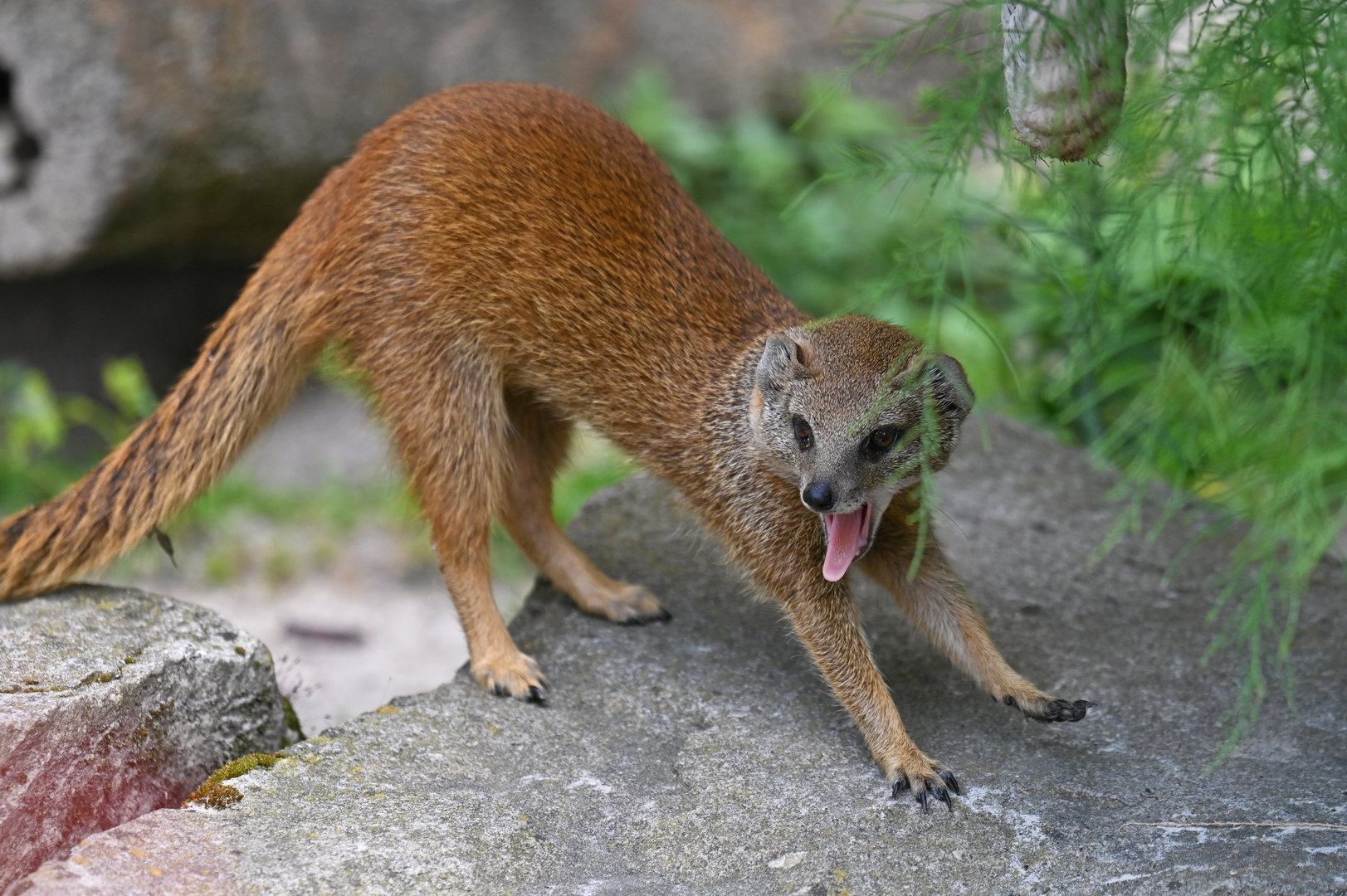 Yellow mongoose (Cynictis penicillata)