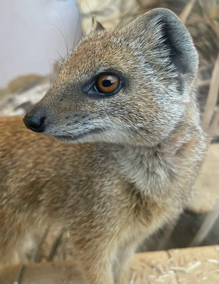 Yellow Mongoose, (Cynictis penicillata)