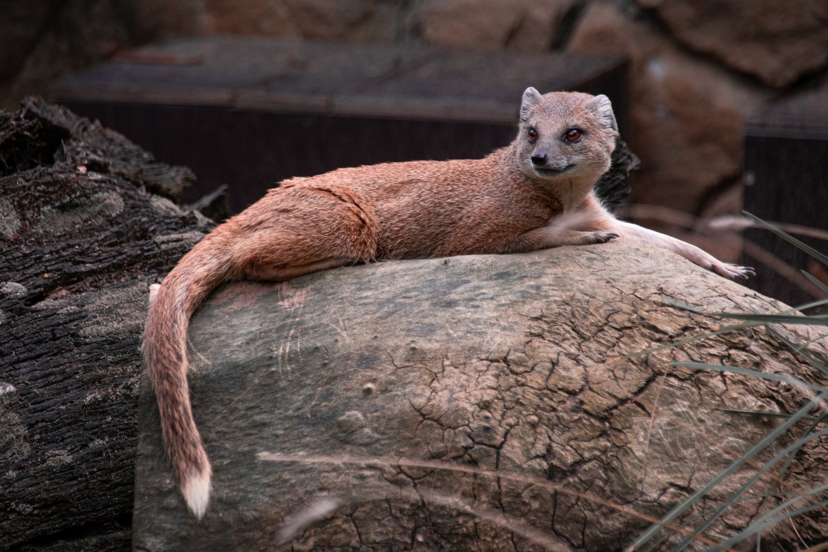Yellow mongoose (Cynictis penicillata)