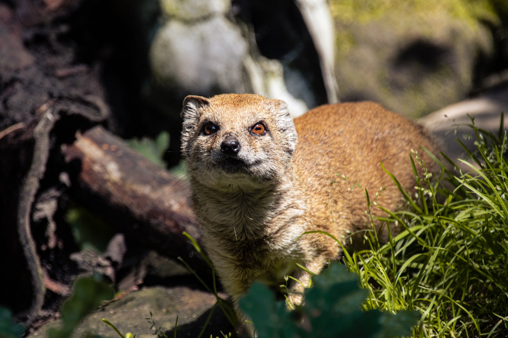 Yellow mongoose (Cynictis penicillata)