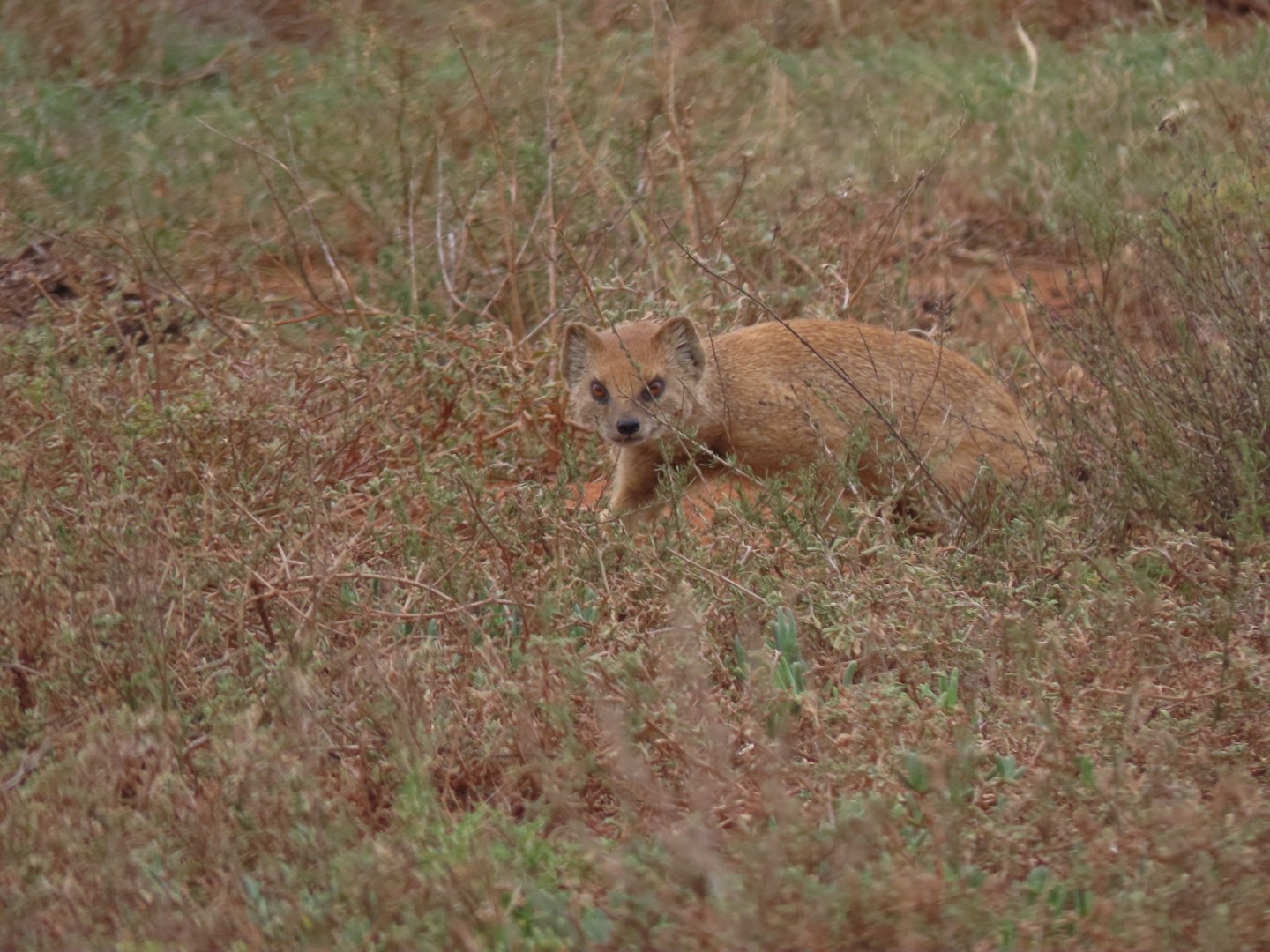 yellow mongoose (Cynictis penicillata)