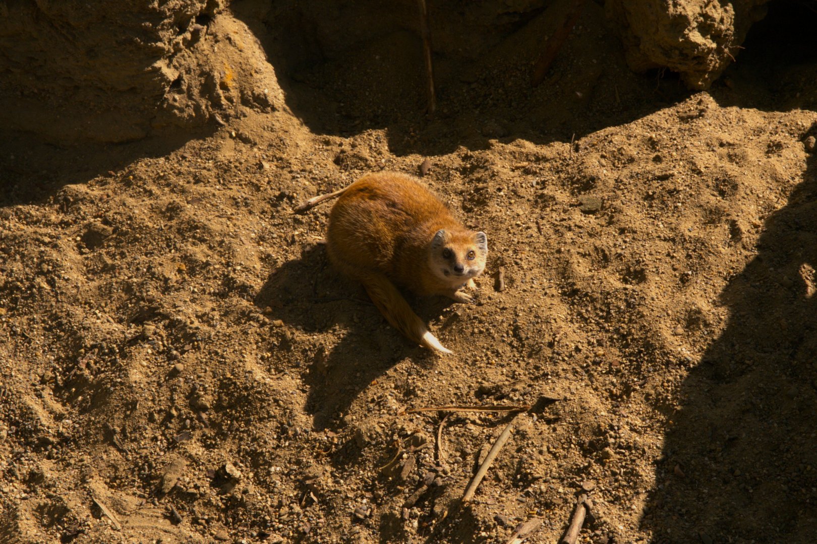 Yellow Mongoose (Cynictis penicillata)