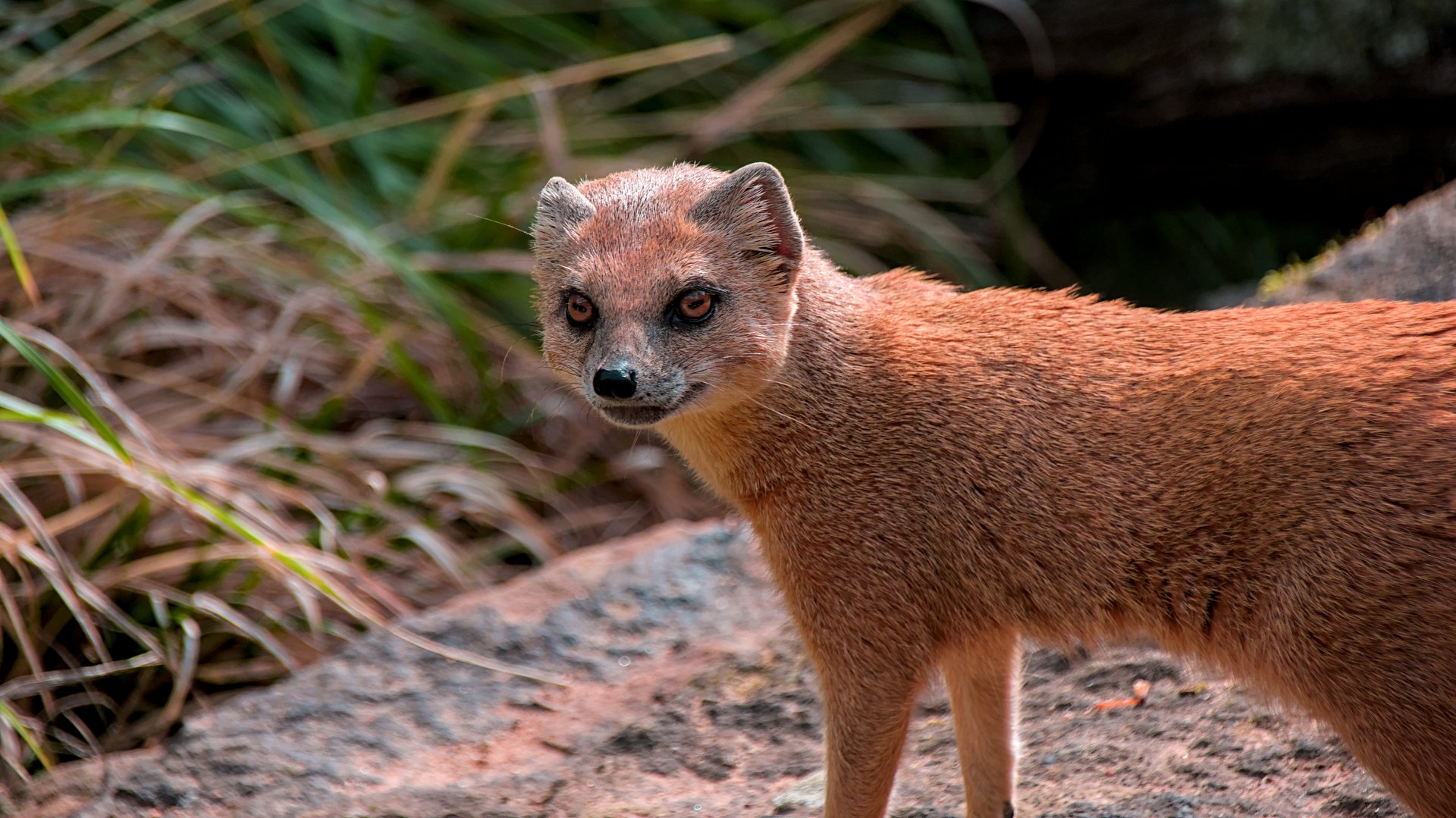 Yellow mongoose (Cynictis penicillata)