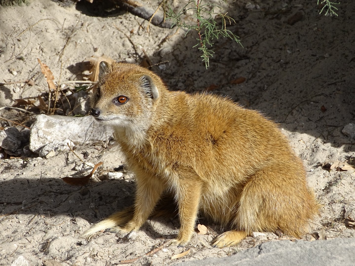 Yellow mongoose (Cynictis penicillata)