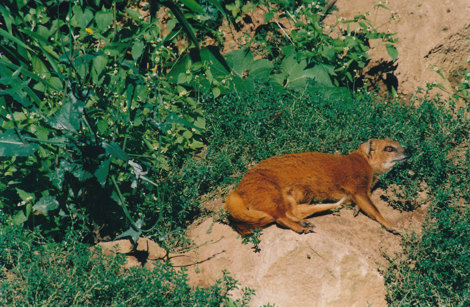 yellow mongoose (Cynictis penicillata)