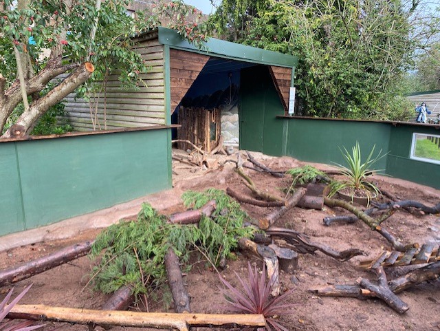 Yellow mongoose enclosure 051122