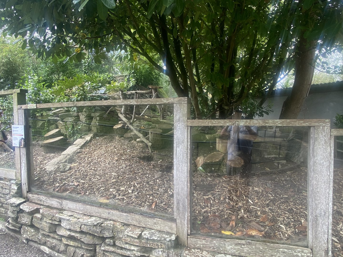 Yellow mongoose enclosure 060523