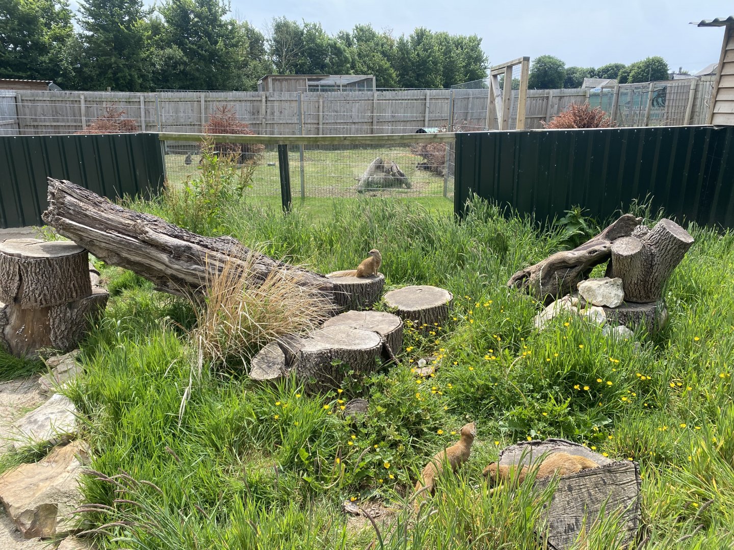 Yellow mongoose enclosure 060625