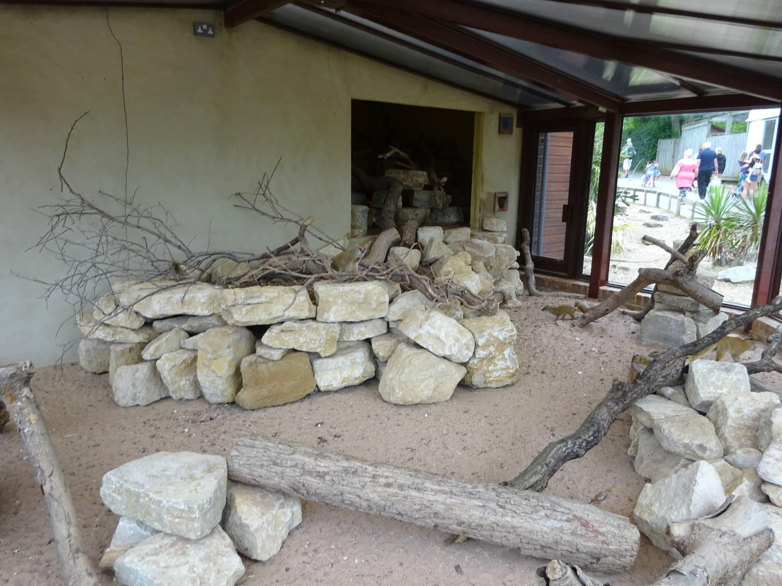 Yellow Mongoose enclosure 090716