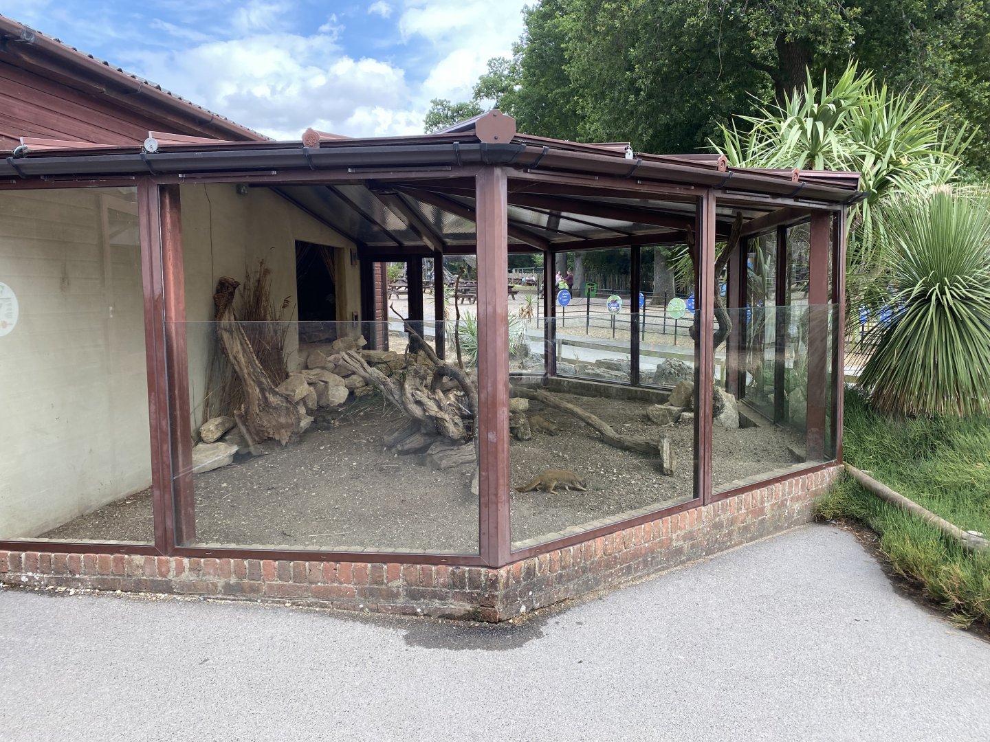 Yellow mongoose enclosure 150725