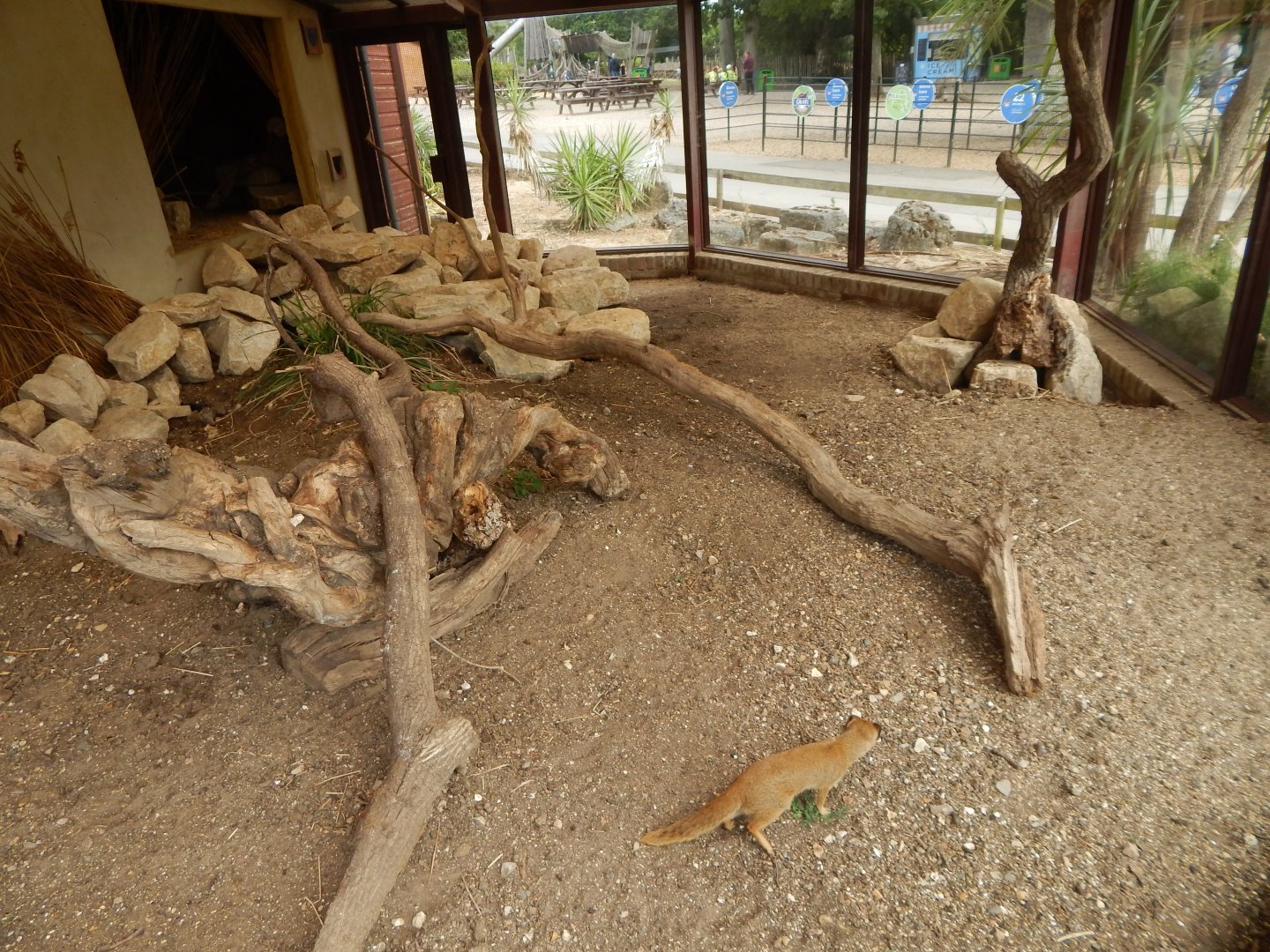 Yellow mongoose enclosure 150725