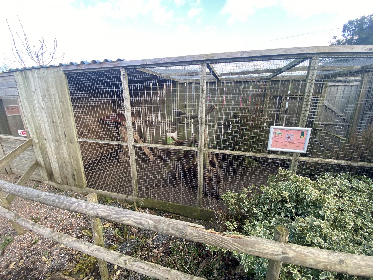 Yellow mongoose enclosure 250222