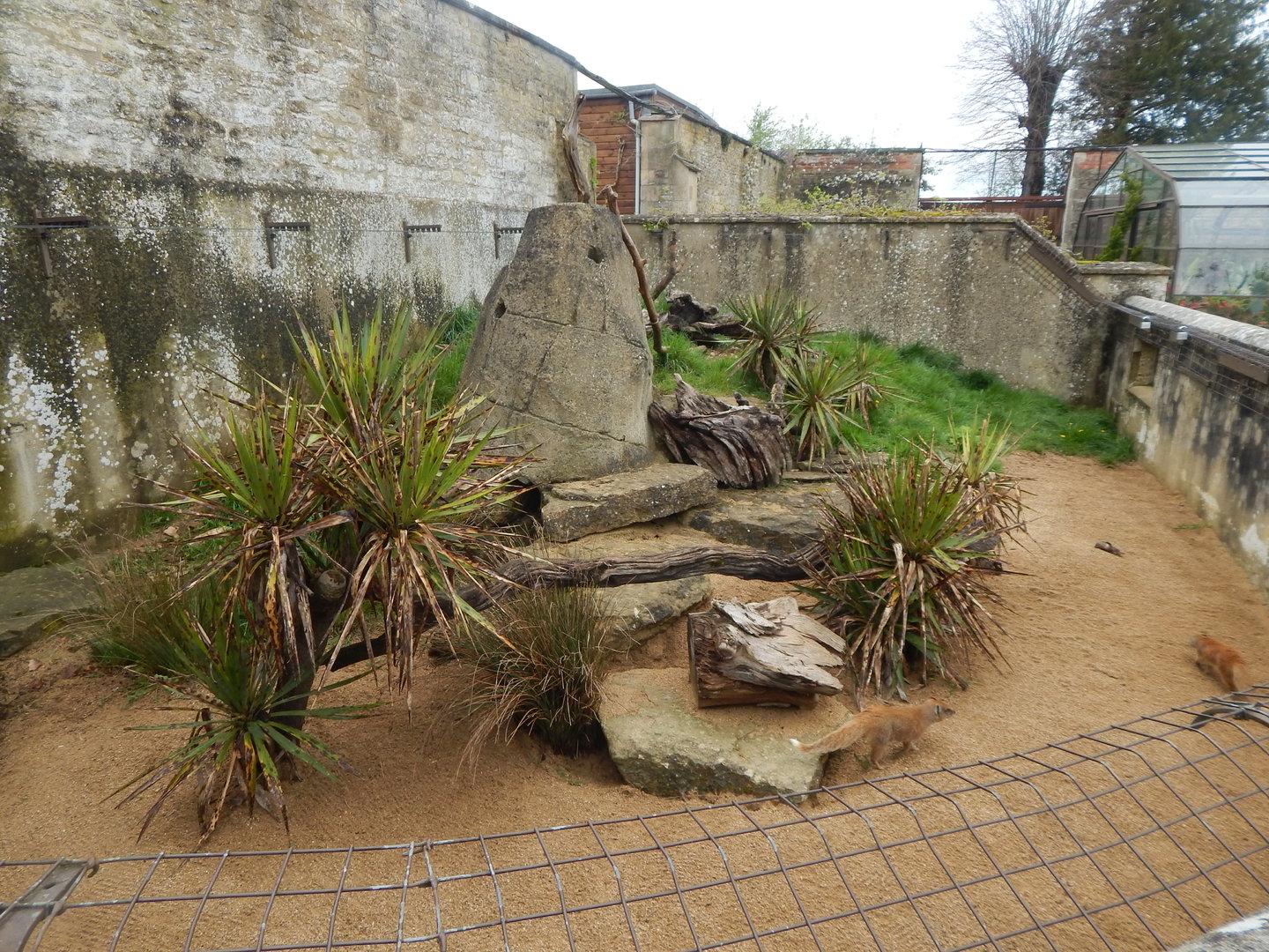 Yellow mongoose enclosure 280423
