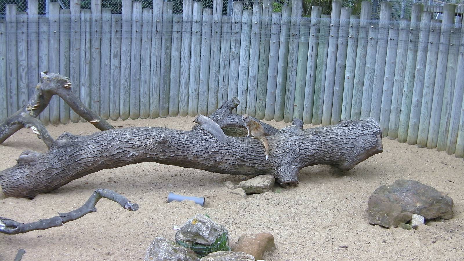 Yellow Mongoose Enclosure  - 29.07.2011