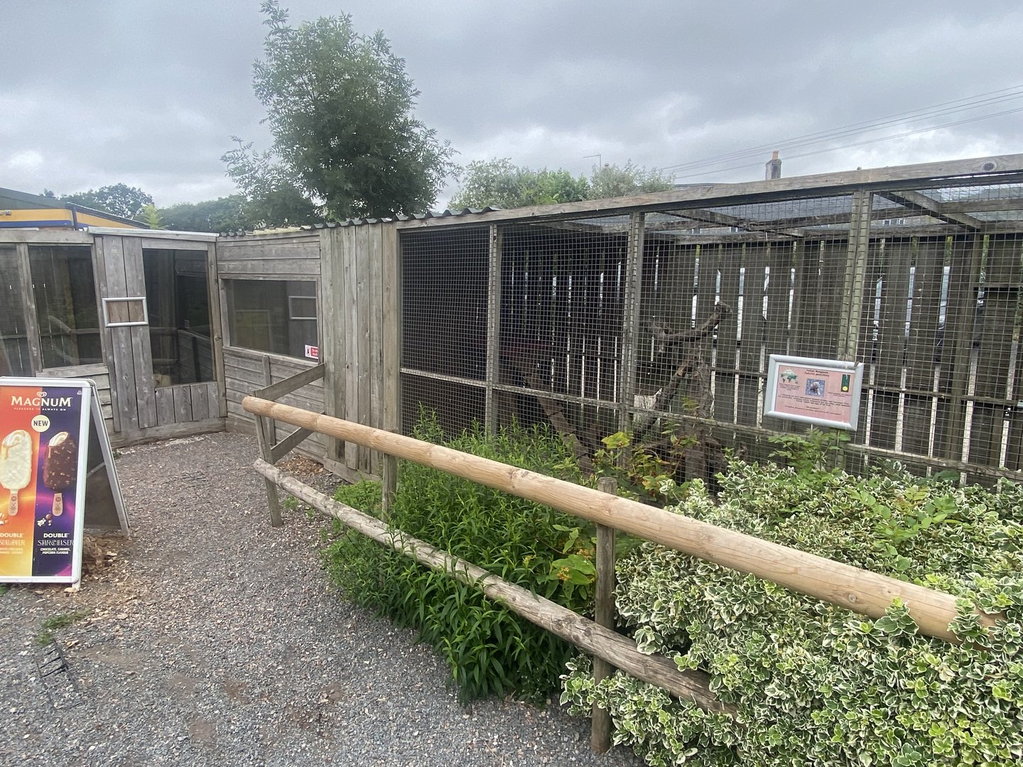 Yellow mongoose enclosure 300623