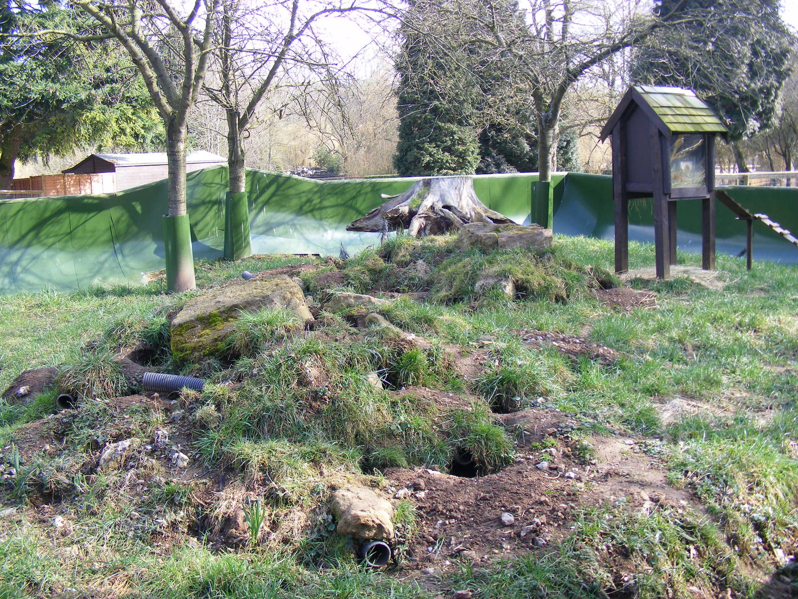 Yellow mongoose enclosure at Beale Park, 13th March 2010