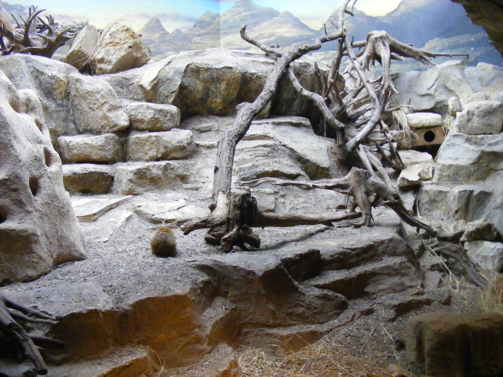 Yellow mongoose enclosure at Bristol Zoo, 1 August 2010