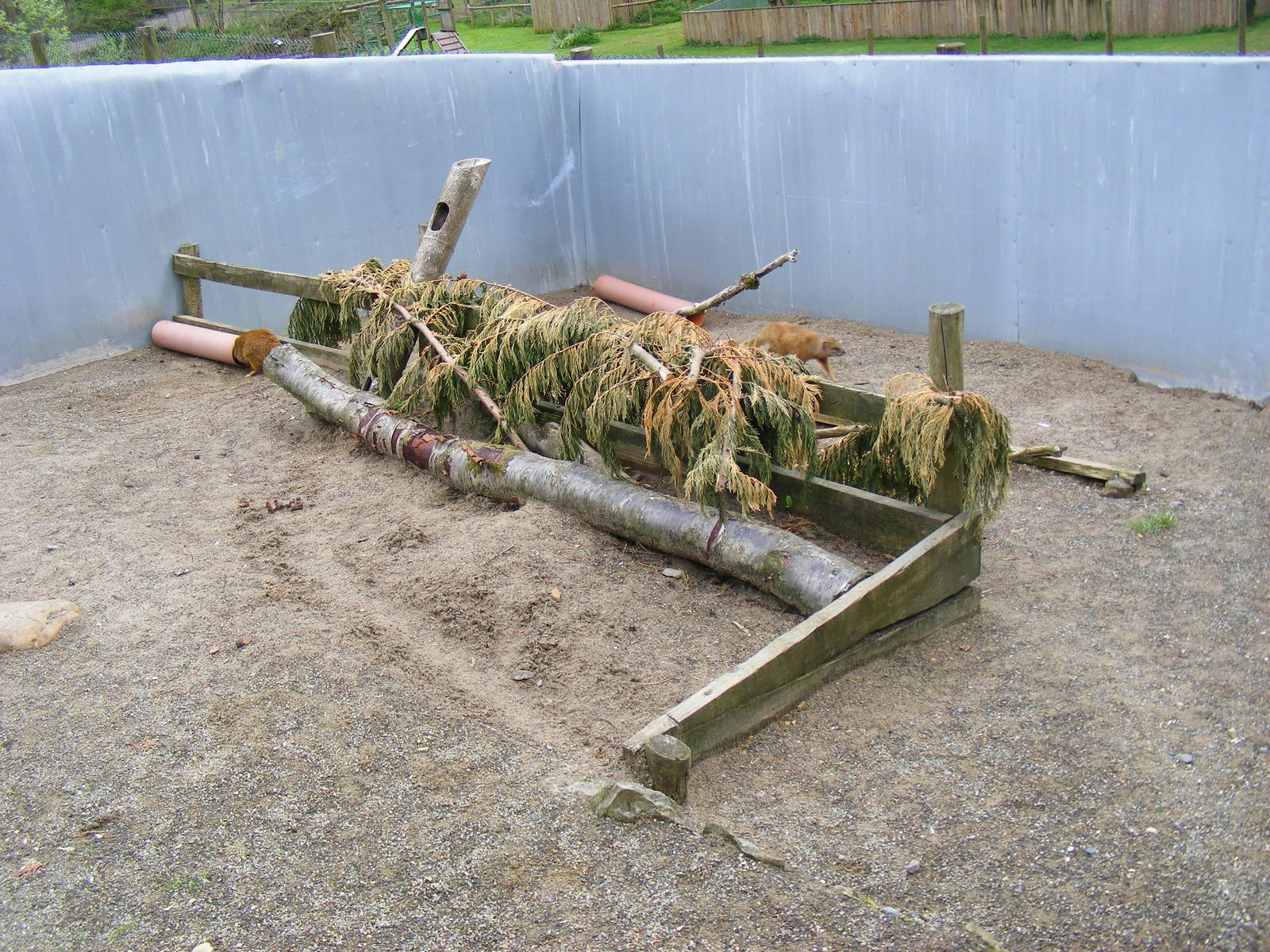 Yellow mongoose enclosure at Galloway Wildlife Conservation Park, 16 May 20