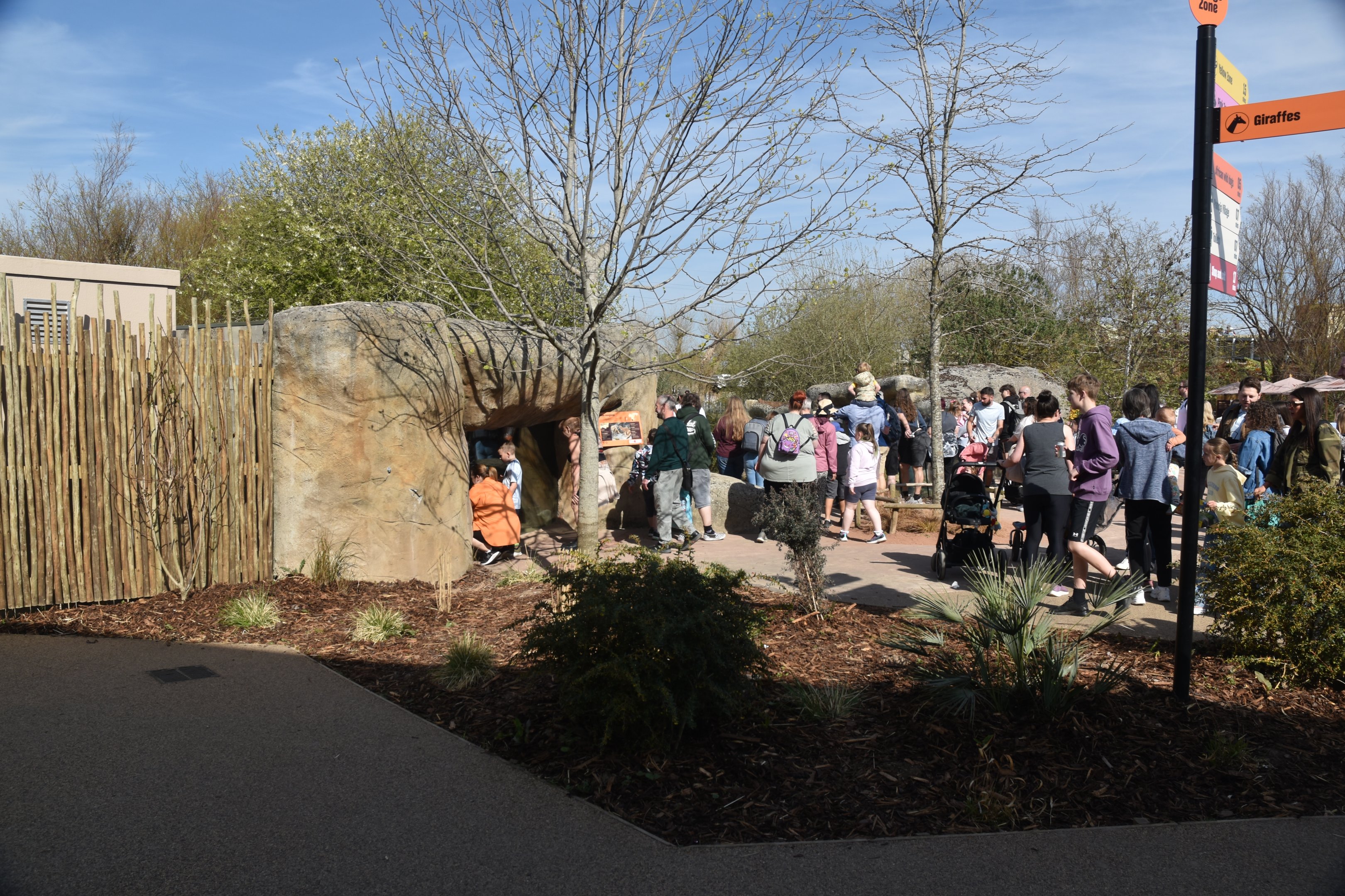Yellow Mongoose Enclosure, Heart of Africa at Chester, 12th April 2025