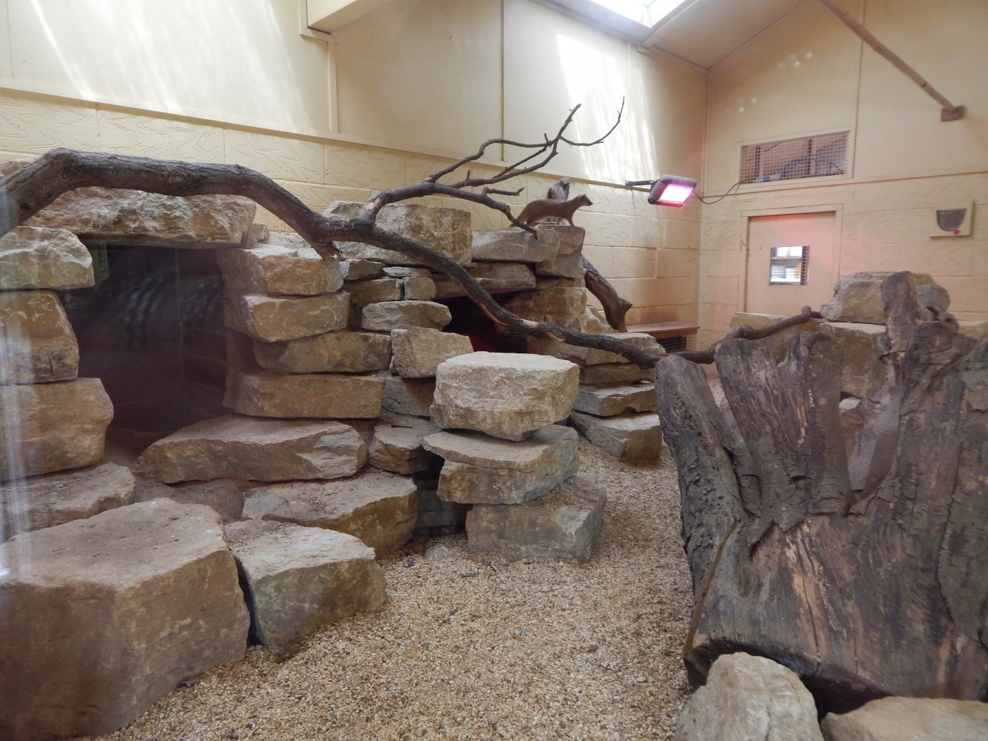 Yellow mongoose enclosure - indoors 150725