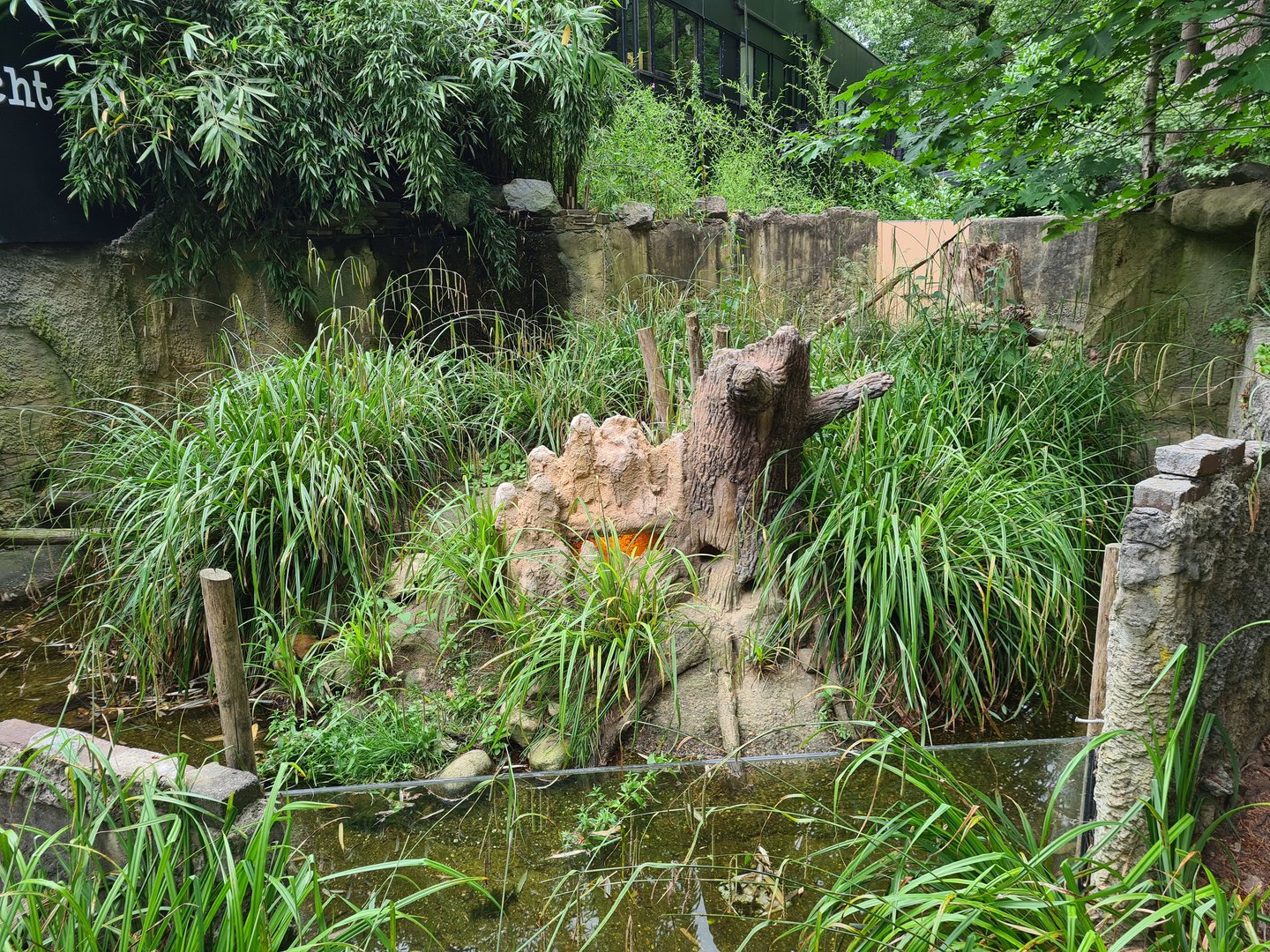 Yellow mongoose enclosure next to Nocturnal house