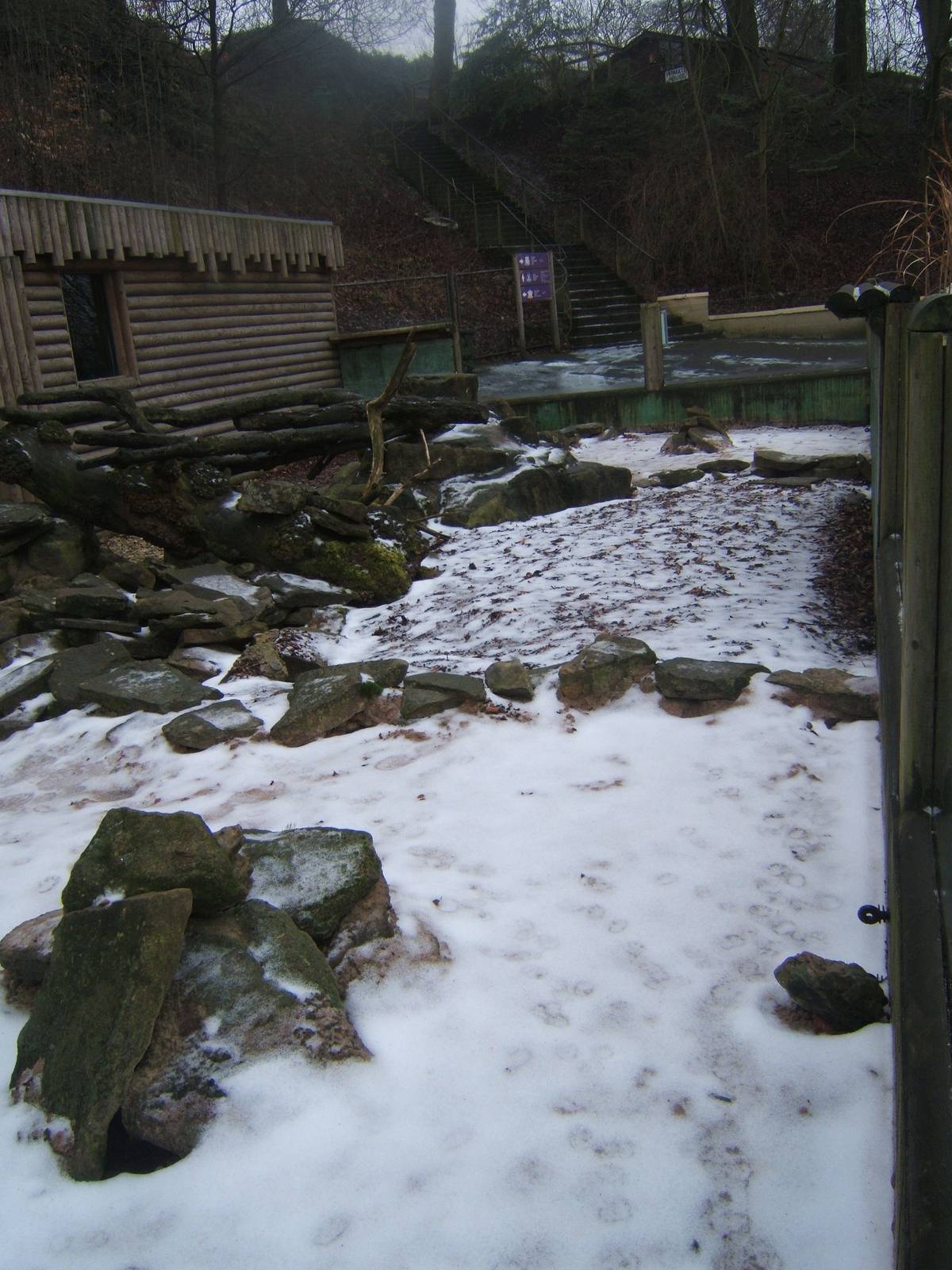 Yellow Mongoose enclosure