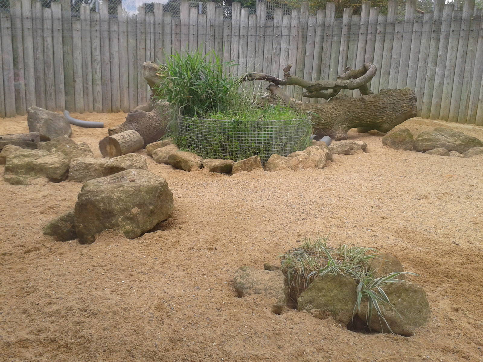 yellow mongoose enclosure