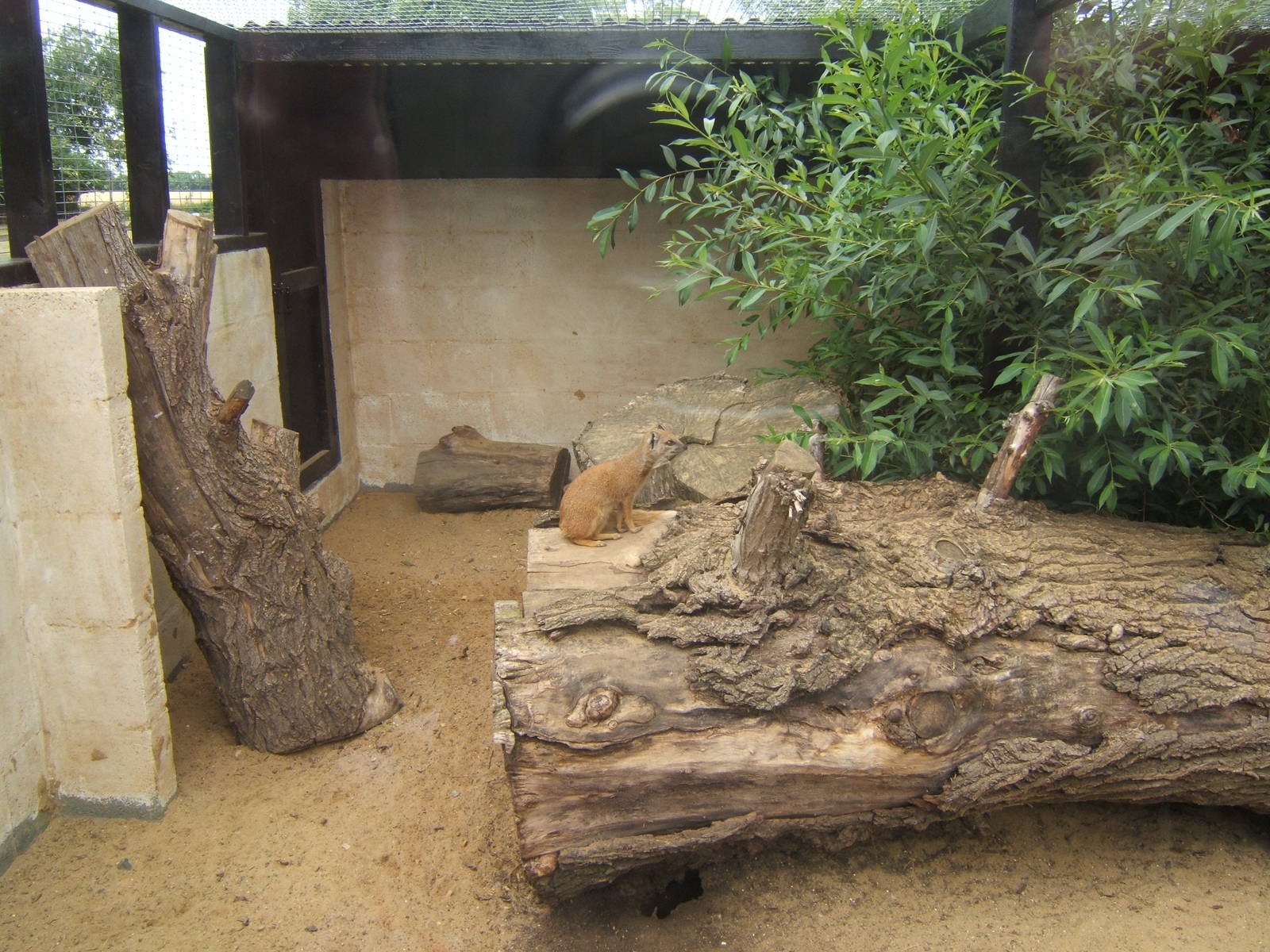 Yellow Mongoose enclosure