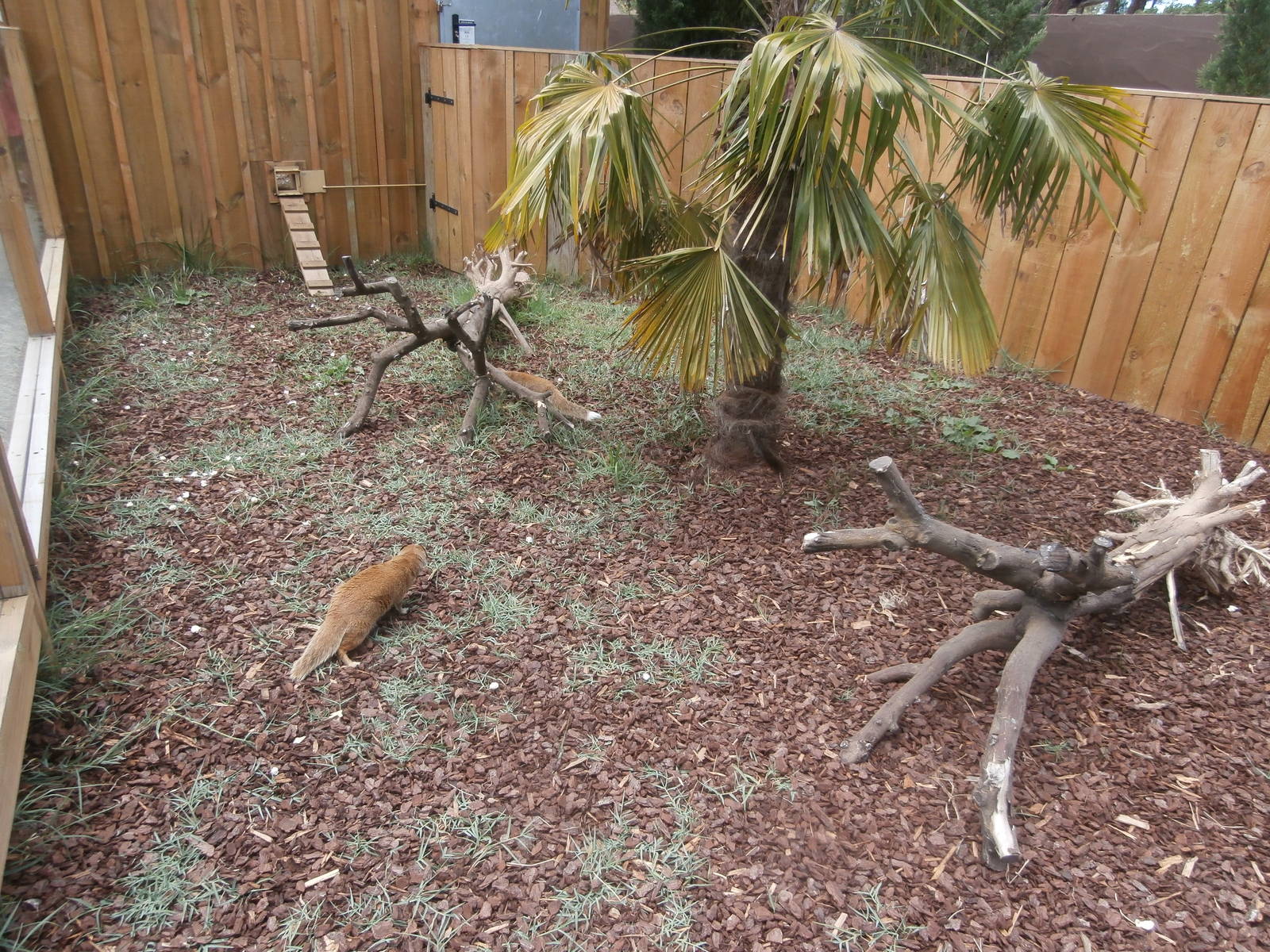 Yellow mongoose enclosure