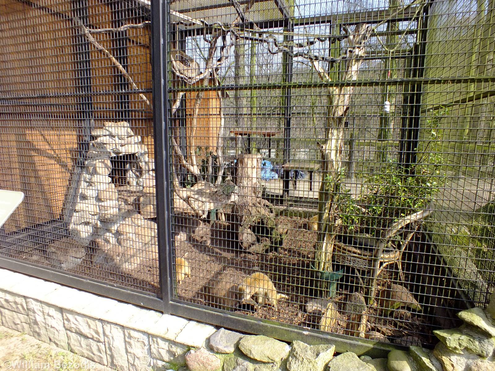 Yellow Mongoose Enclosure
