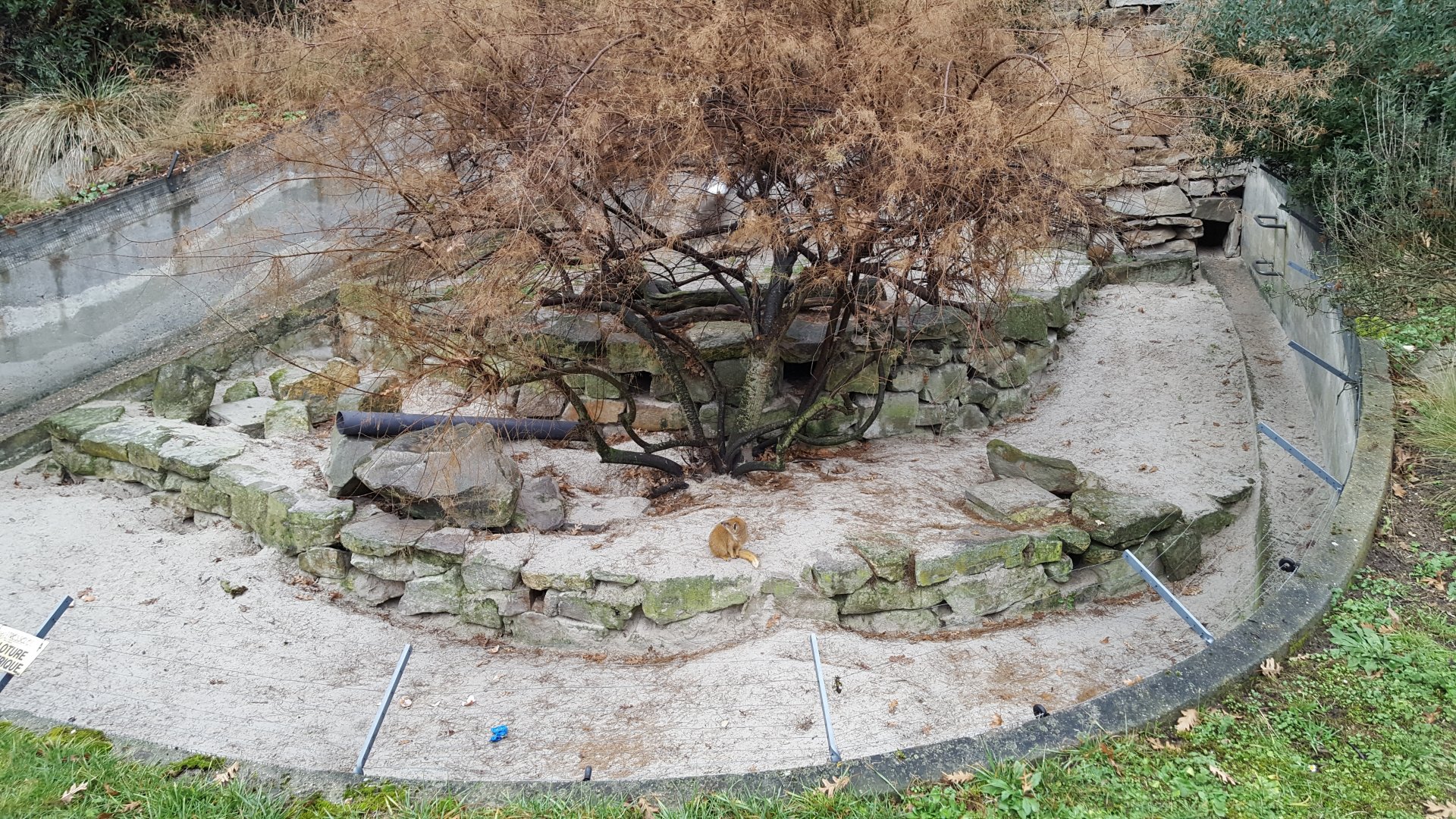 yellow mongoose enclosure