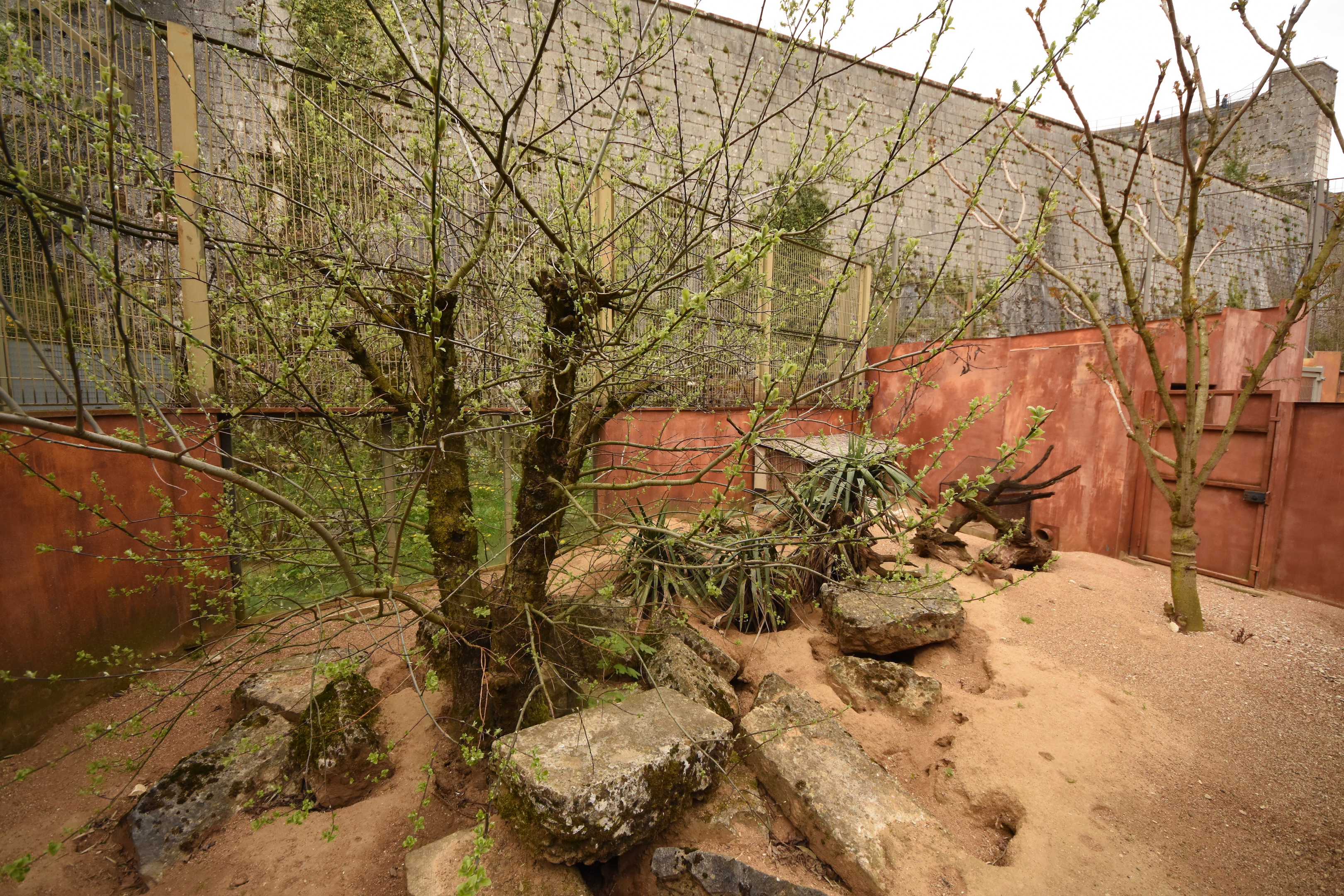 Yellow mongoose enclosure