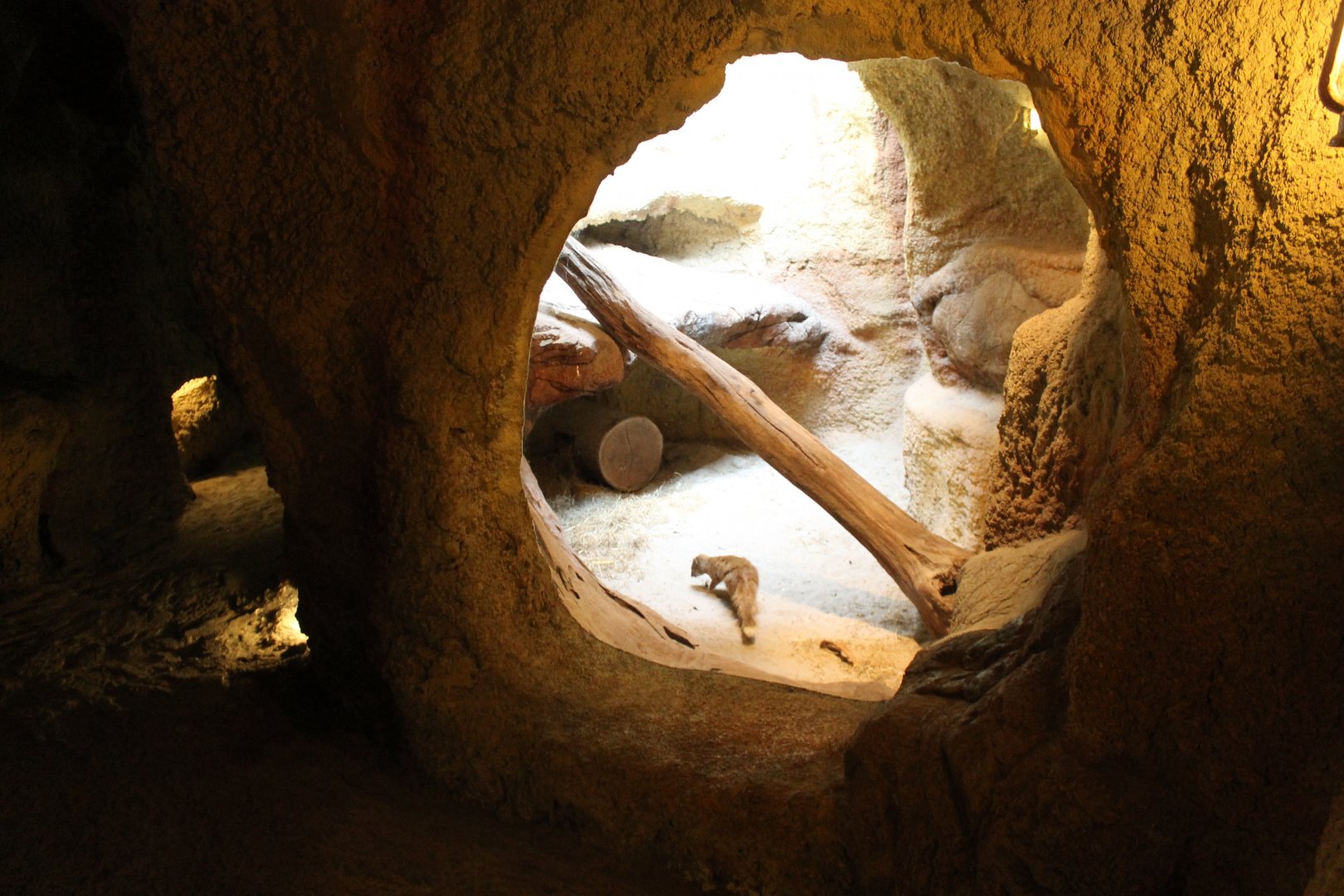 Yellow mongoose-enclosure