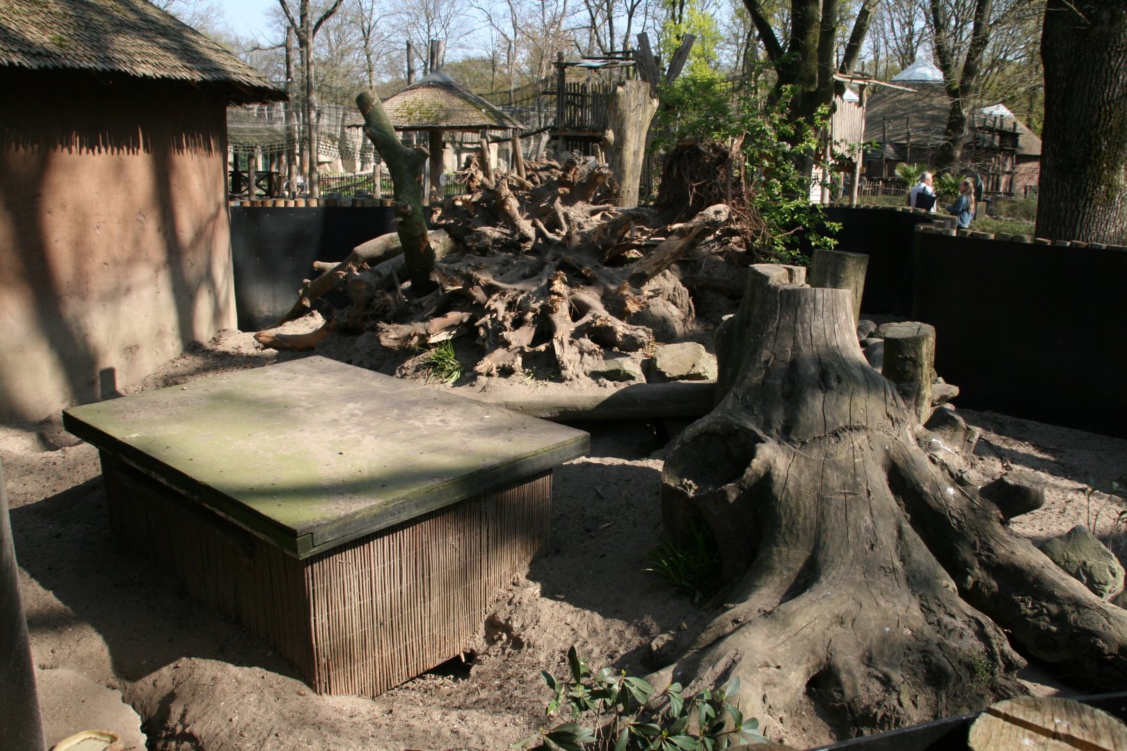 Yellow mongoose enclosure