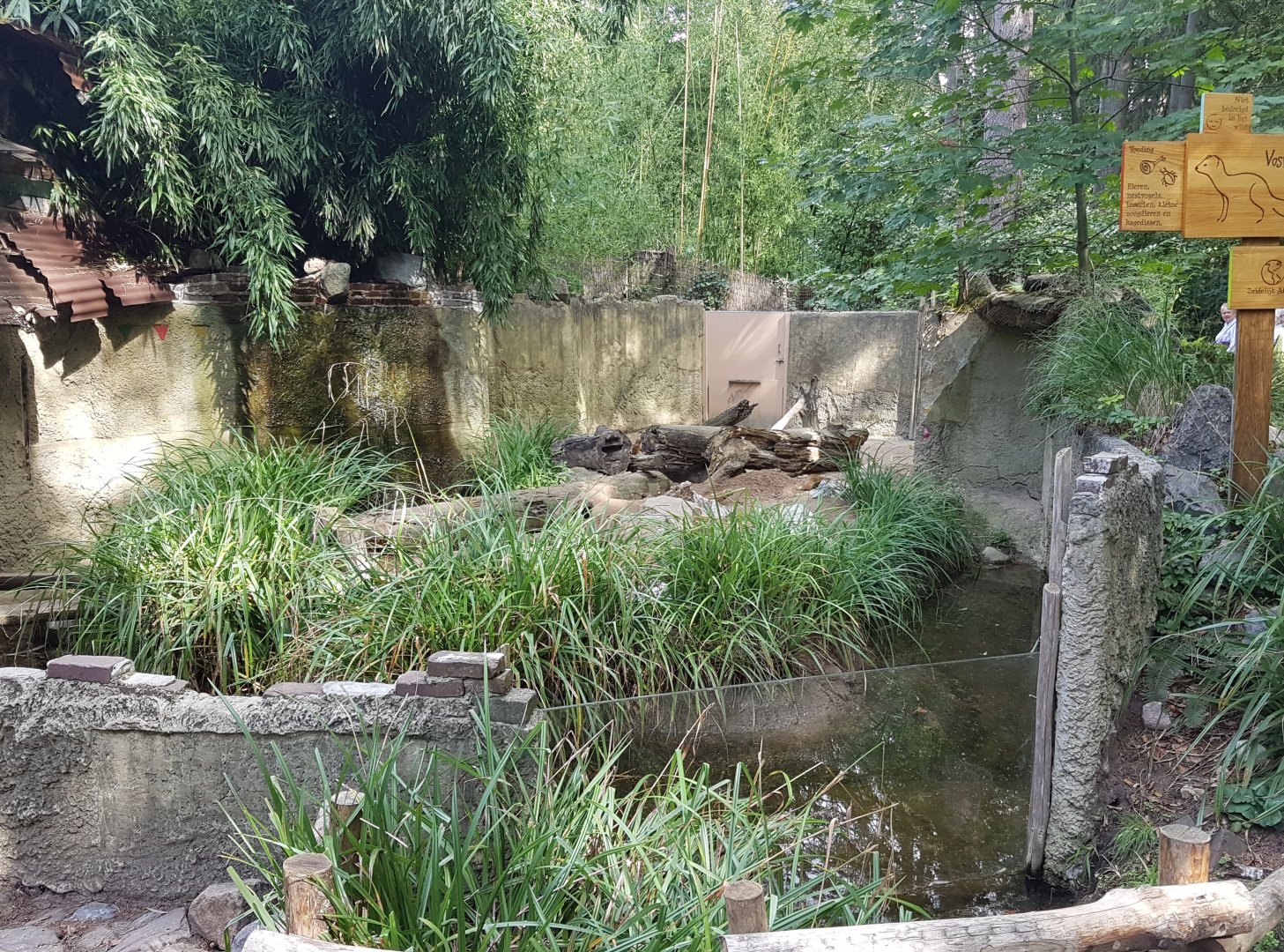 Yellow mongoose enclosure