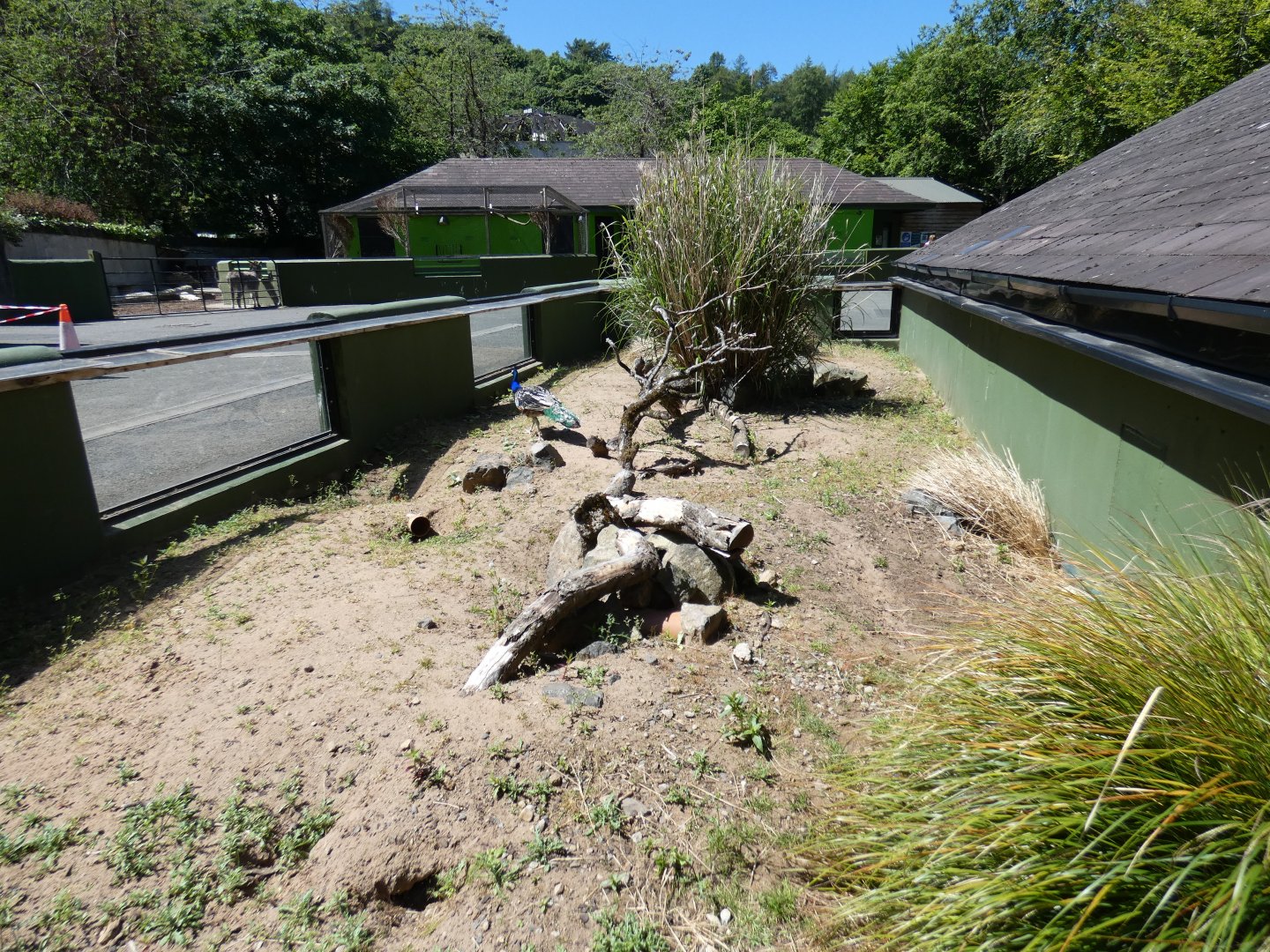 Yellow mongoose enclosure