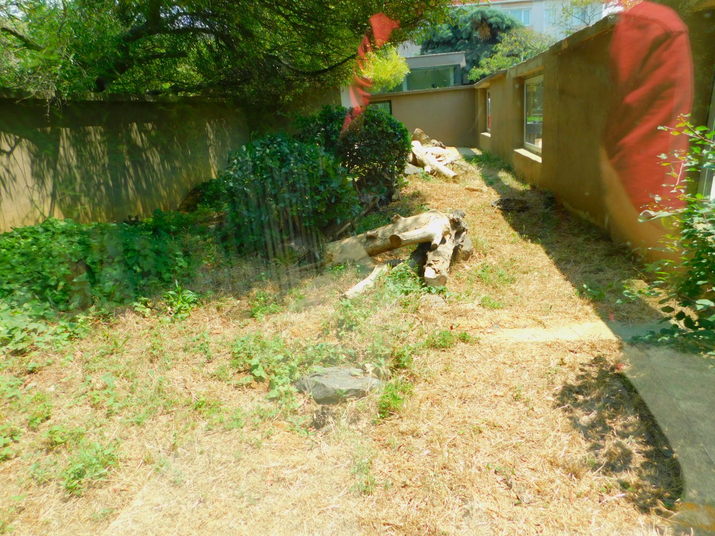 Yellow mongoose enclosure