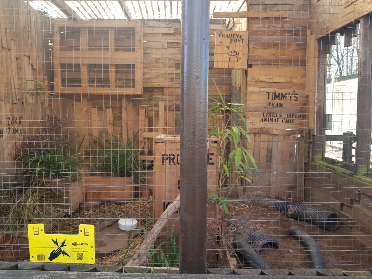 Yellow Mongoose Enclosure