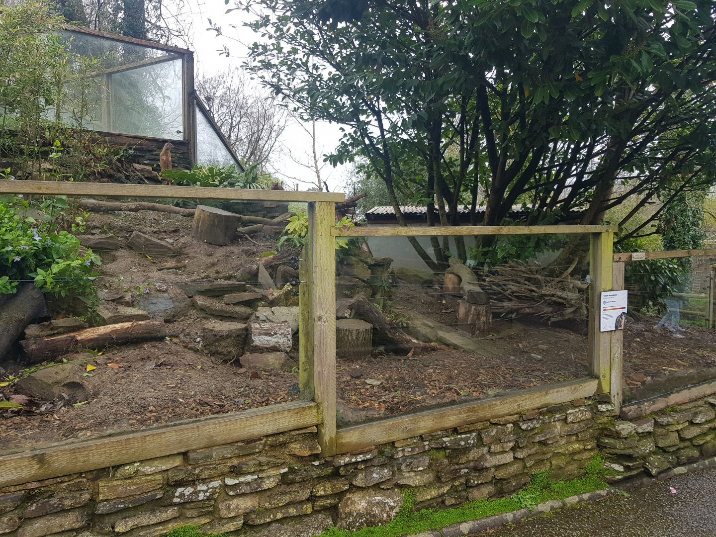 Yellow Mongoose Enclosure