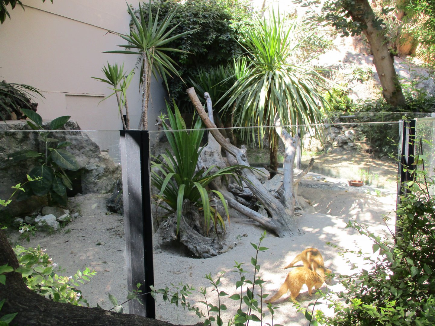 Yellow mongoose enclosure