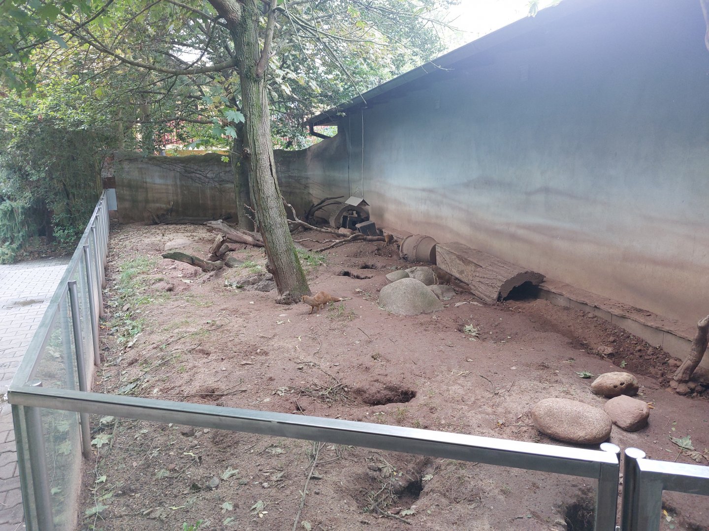 Yellow mongoose enclosure