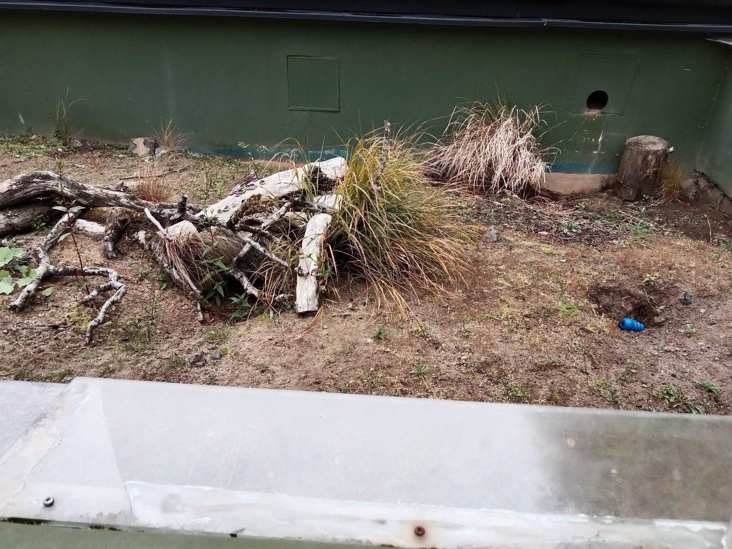 Yellow mongoose enlcosure