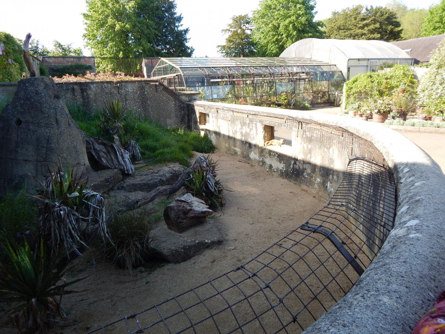 Yellow mongoose exhibit 150524