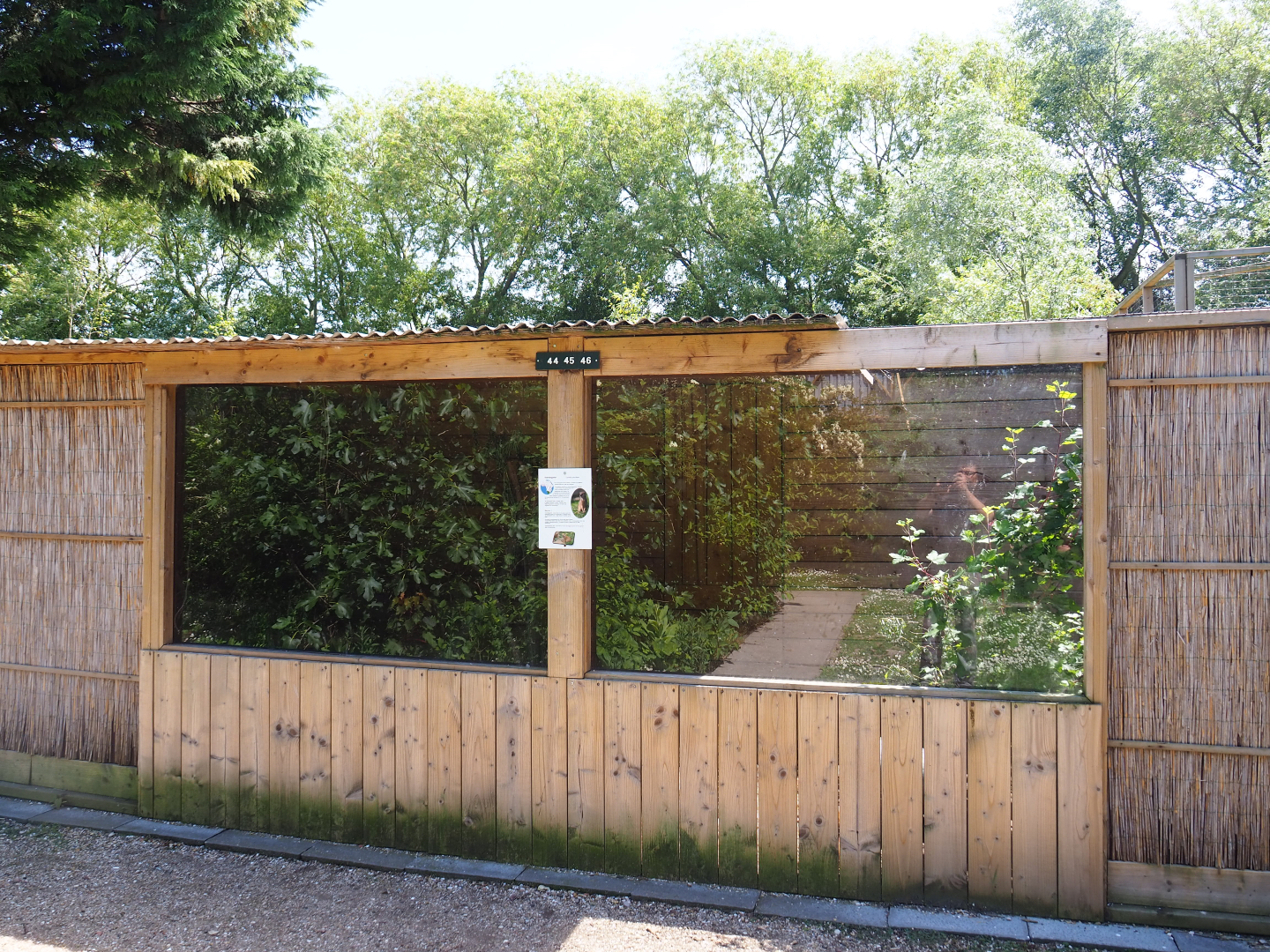 Yellow mongoose exhibit, 2019-06-01