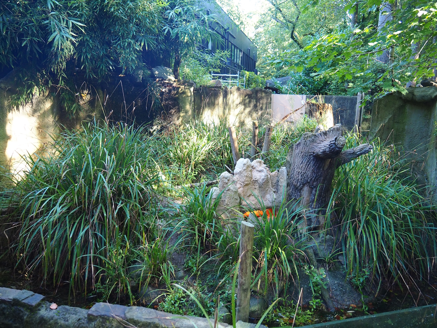 Yellow mongoose exhibit, 2023-09-24