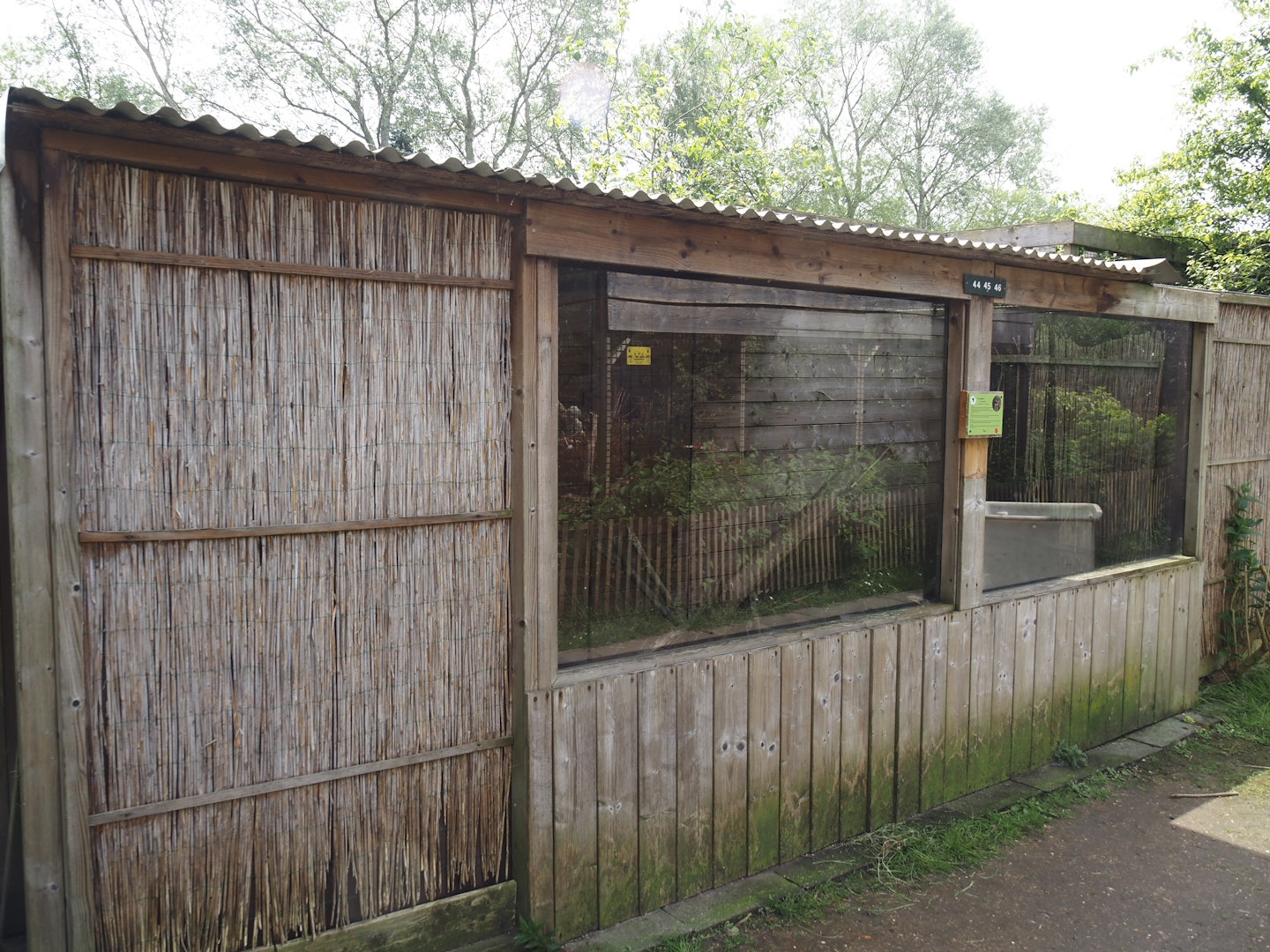 Yellow mongoose exhibit, 2024-05-11