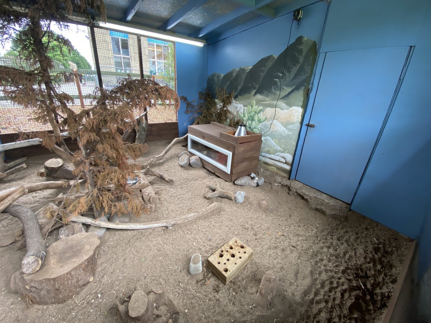 Yellow mongoose exhibit 210621