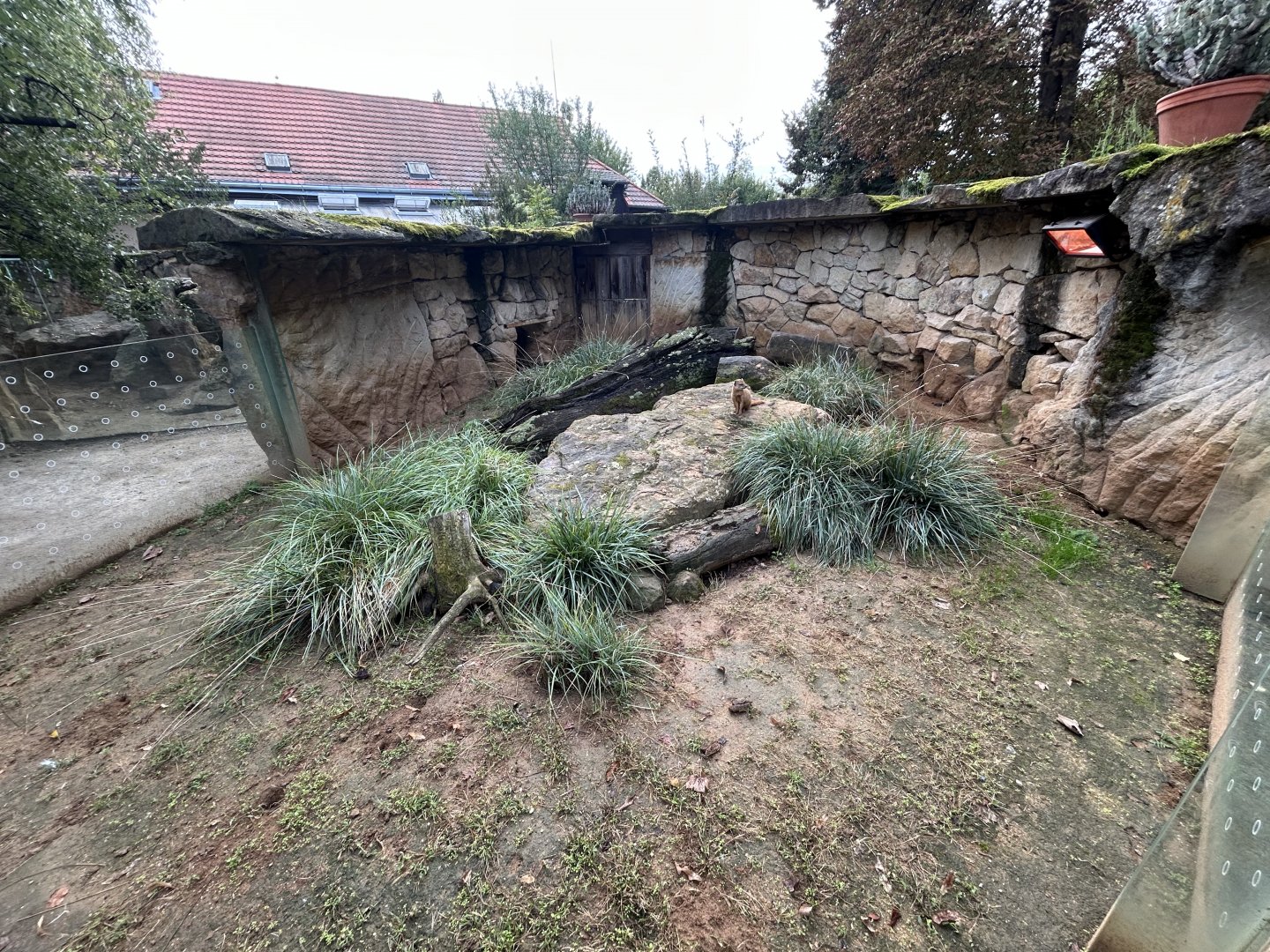 Yellow Mongoose Exhibit - Africa Up Close