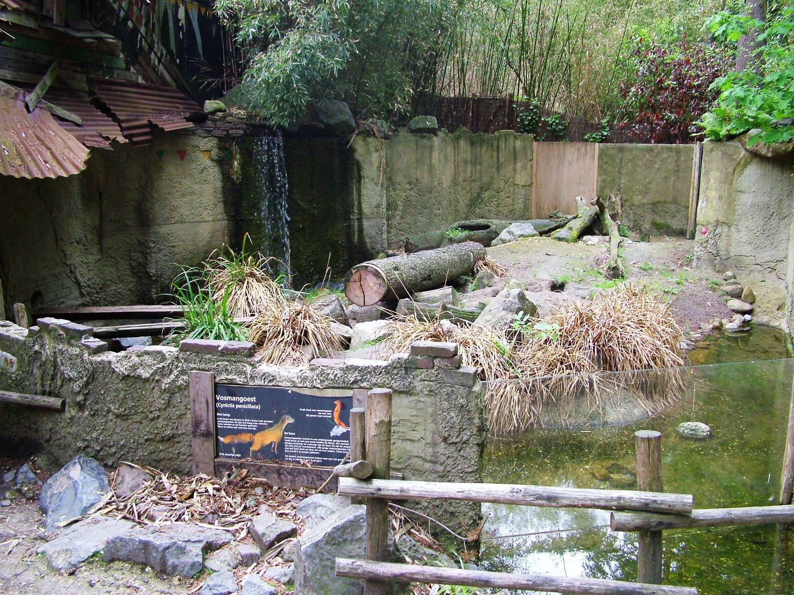 Yellow Mongoose Exhibit at Amersfoort, 01/06/12