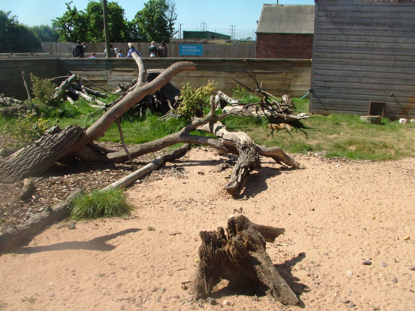 Yellow Mongoose Exhibit at Yorkshire WP 02/05/11